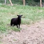 Sheep of Ouessant at Domain Jean Got : Cottage at Saint-Emilion