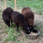 Les moutons d'Ouessant au Domaine Jean Got : Gîte à Saint-Émilion