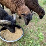 Les moutons d'Ouessant au Domaine Jean Got : Gîte à Saint-Émilion
